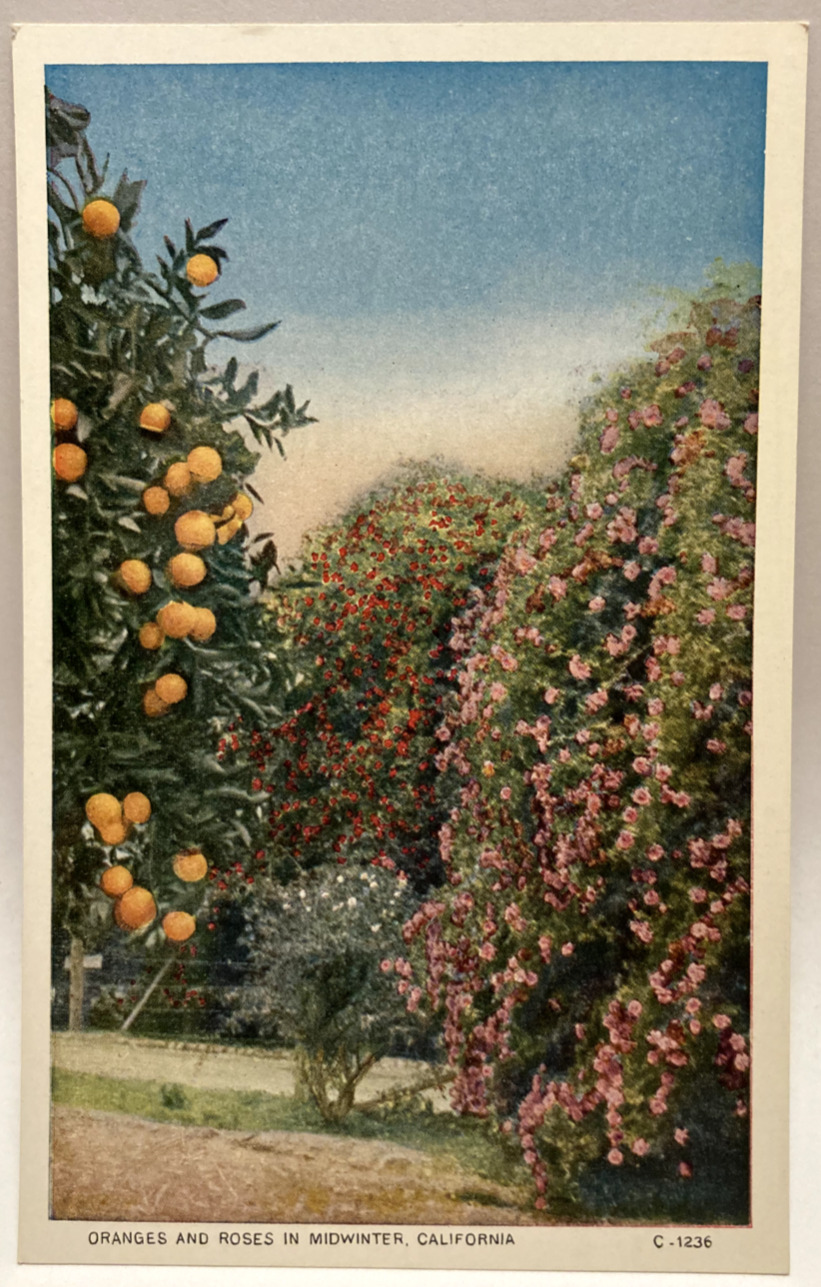 Oranges and Roses in Midwinter, California CA Vintage White Border Postcard