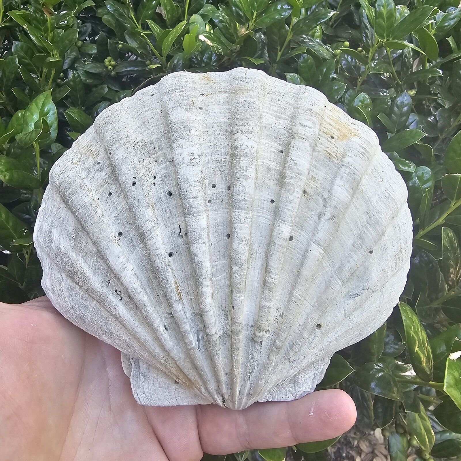 Aurora Chesapectan Fossil Giant Scallop Shell Lee Creek North Carolina
