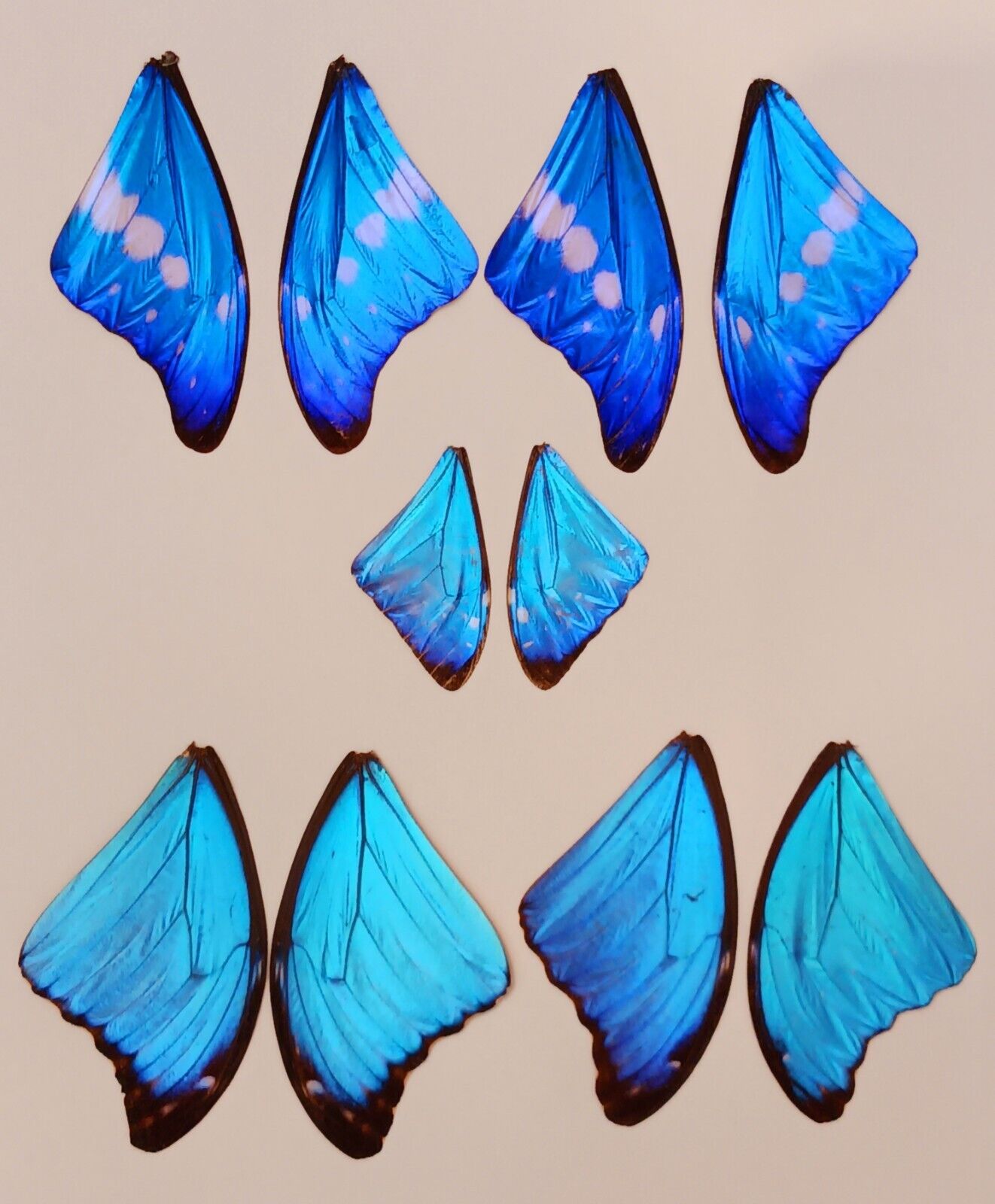 10 PIECES HASSORTED BLUE MORPHO  BUTTERFLY WINGS JEWELRY ARTWORK 