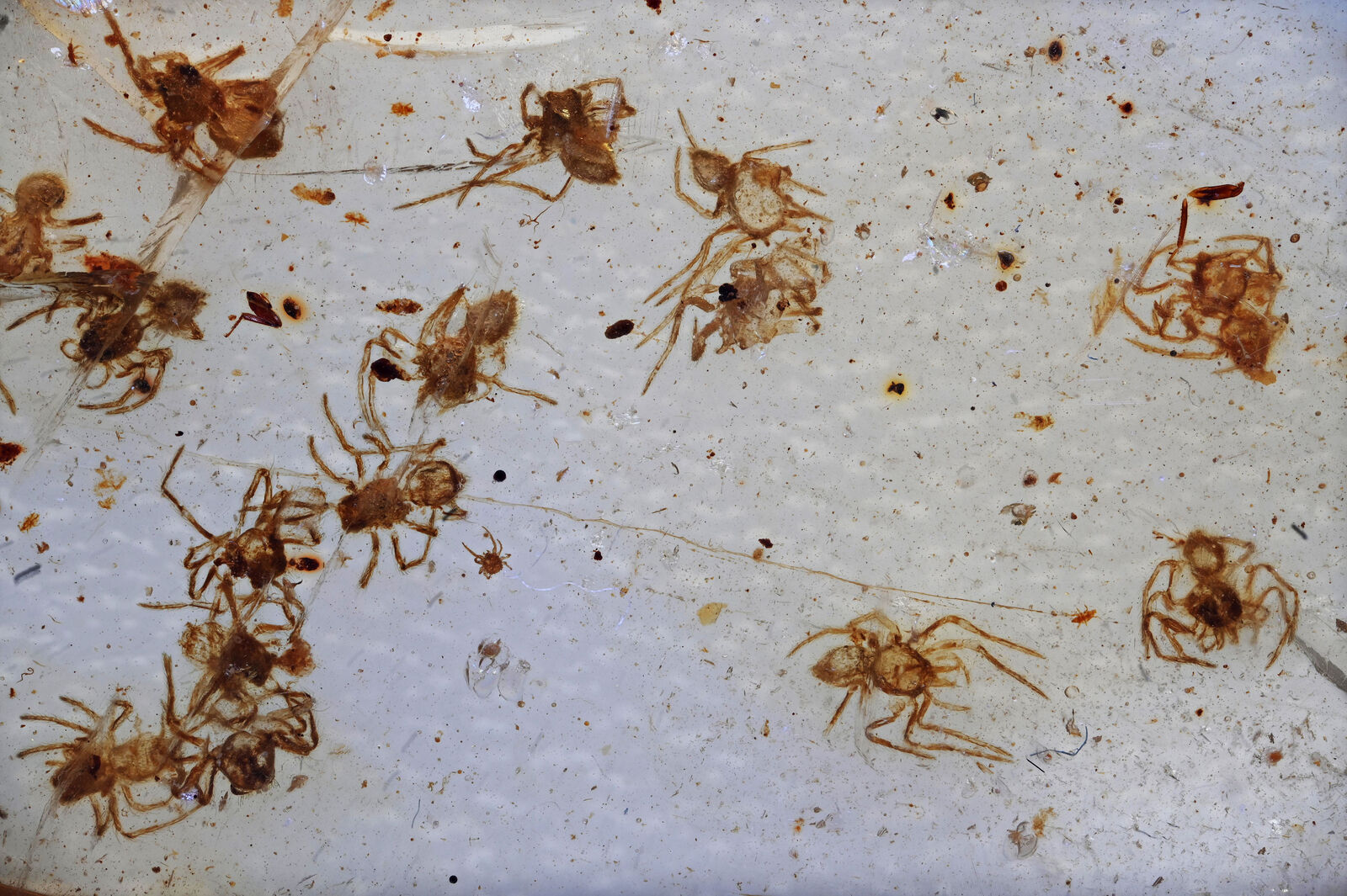 Large swarm of Spiderlings, Fossil inclusion in Burmese Amber