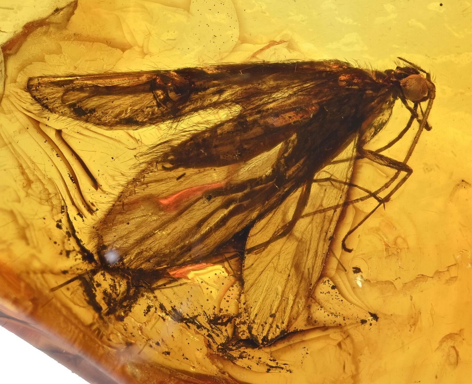 Detailed Trichoptera (Caddisfly), Fossil inclusion in Baltic Amber