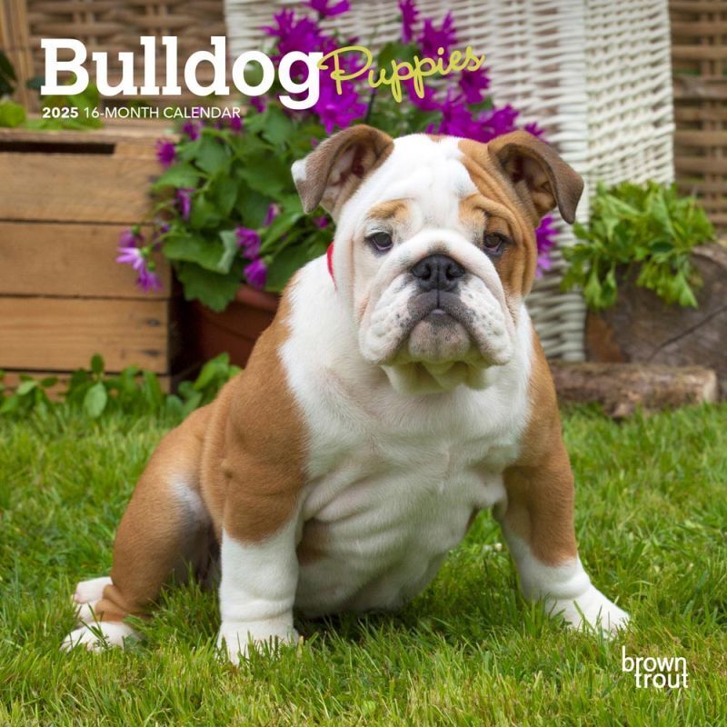 Browntrout Bulldog Puppies 2025 7 x 7 Mini Calendar w