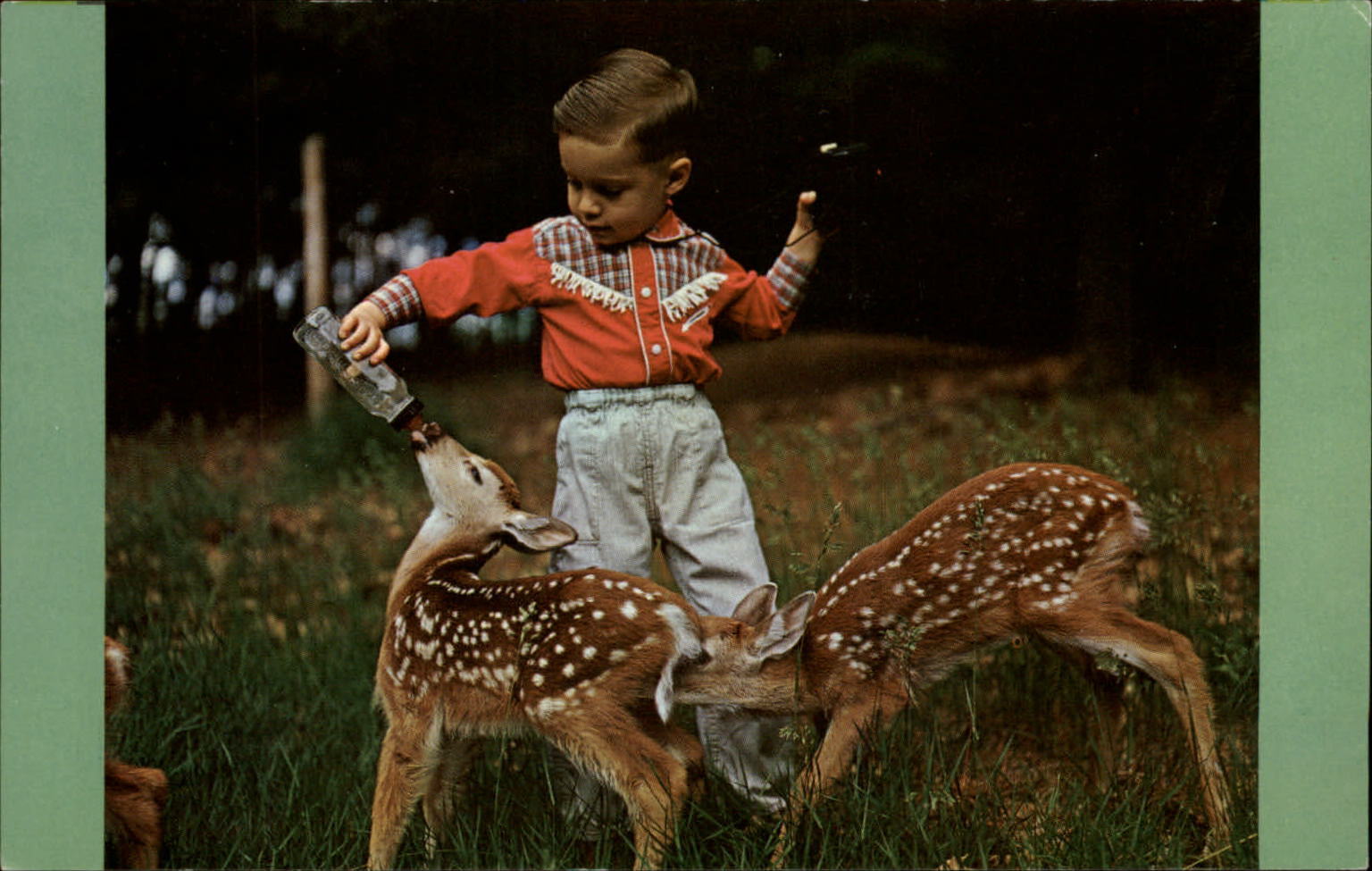 Rumford Point Maine ~ boy feeding fawns ~ cowboy shirt ~ postcard sku971