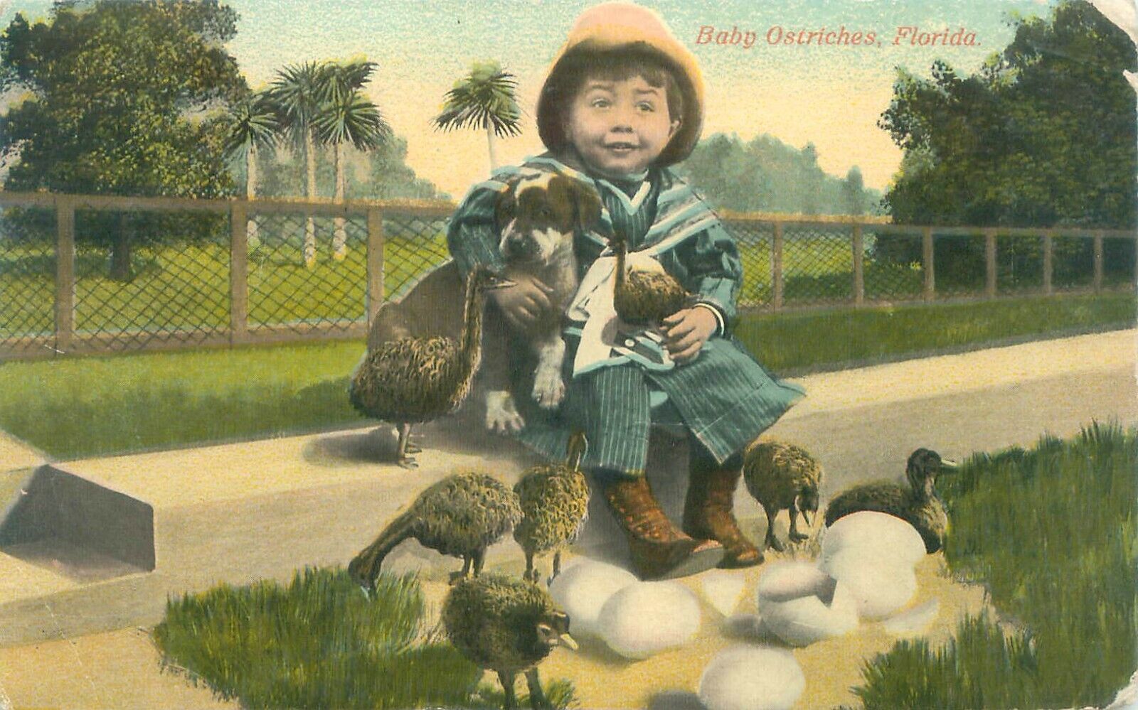 Florida Baby Ostriches, Kid with Dog  1912 Litho Postcard Used