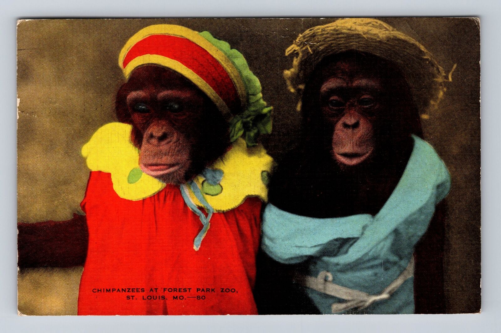 St Louis MO-Missouri, Chimpanzees At Forest Park Zoo, Vintage c1945 Postcard