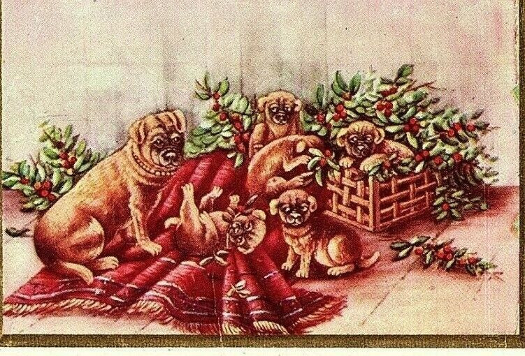 c1907-15 Christmas Postcard Darling Bulldogs Puppies Blanket Holly Embossed Dog