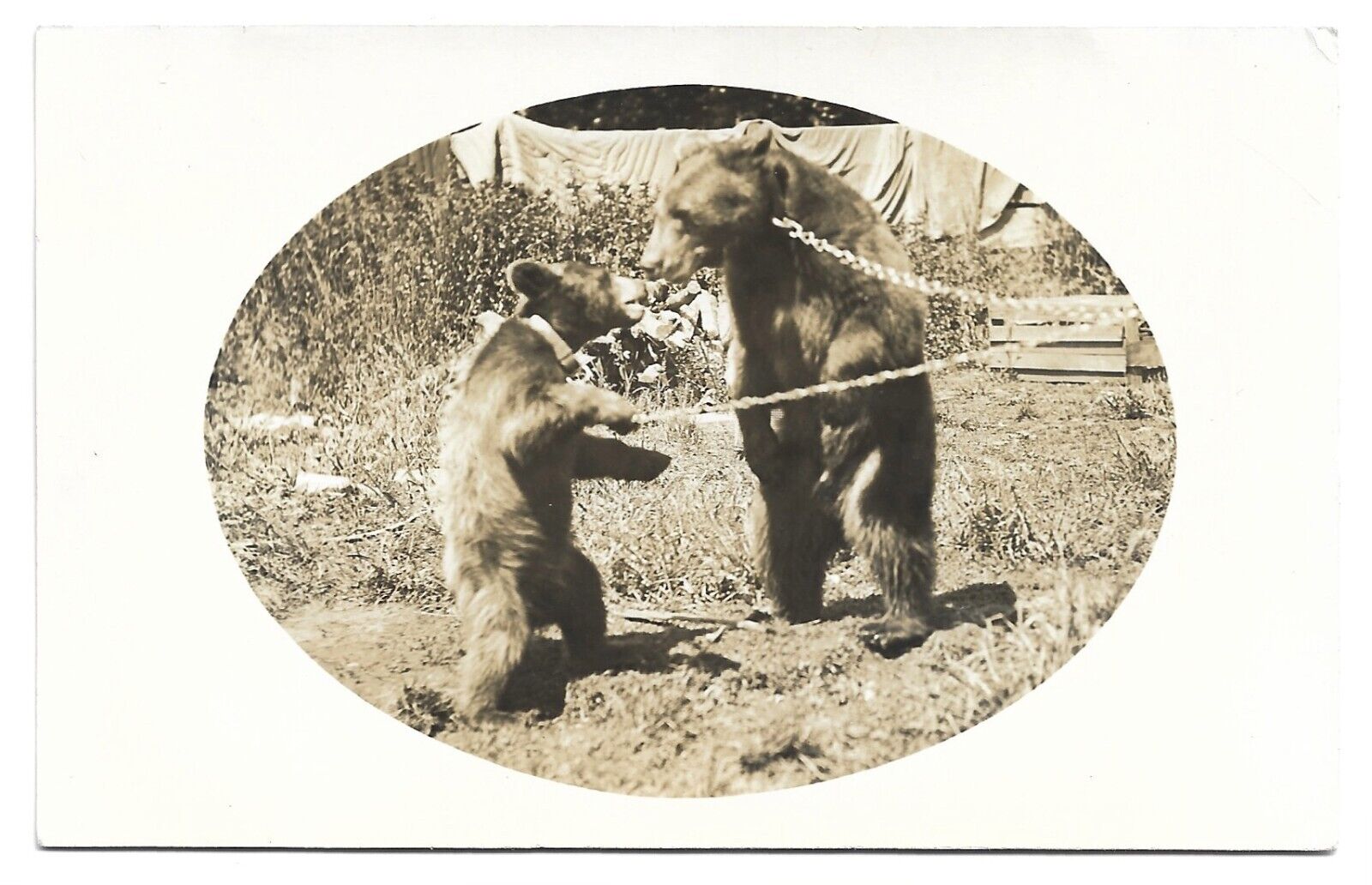 Chained / Domesticated Bears, Antique RPPC Photo Postcard
