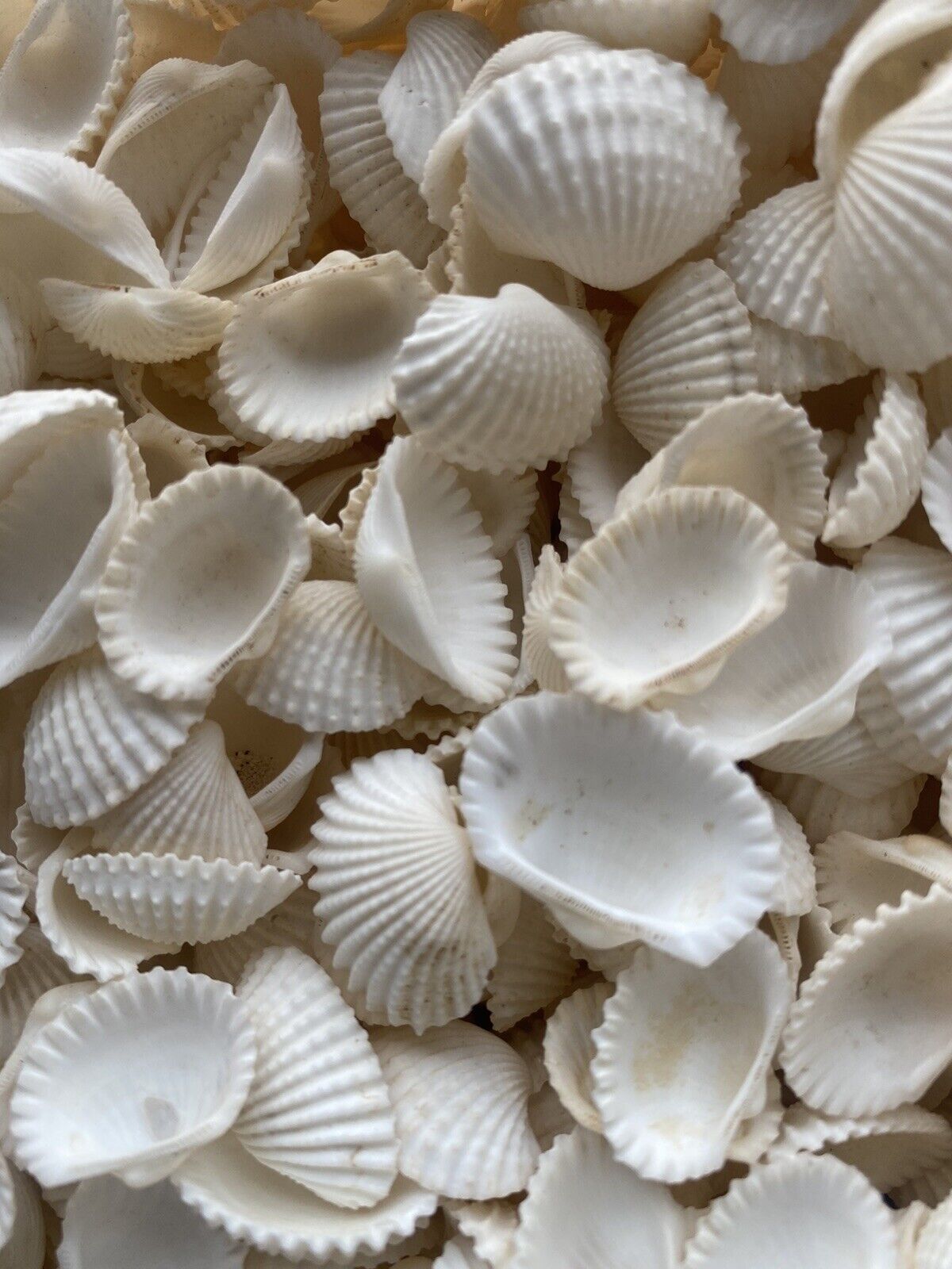 100 Small White Sea Shells (3/4-1 1/2\