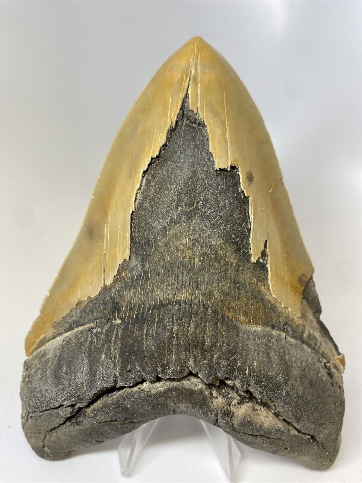 Megalodon Shark Tooth 6.26” Massive - Serrated Fossil - Authentic 11934