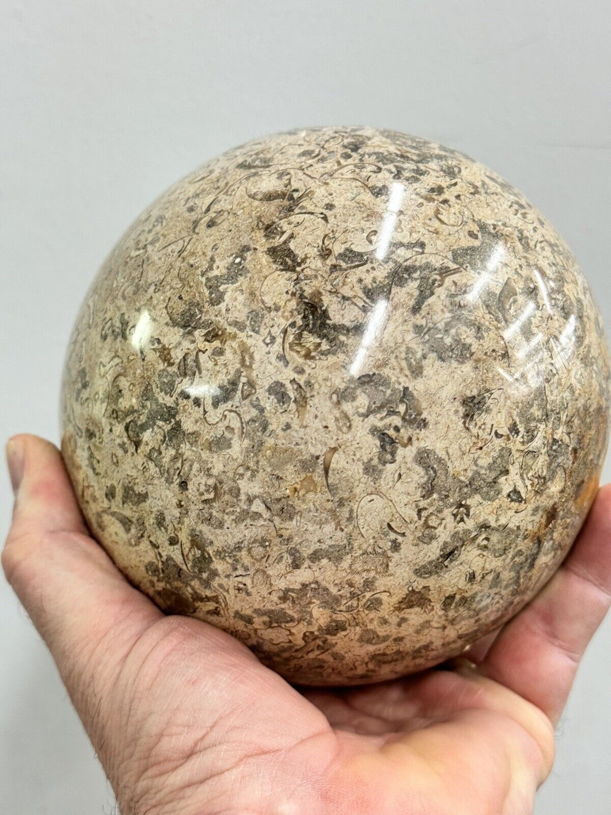 Large 10 pound Fossil Stone Sphere - 14cm 5.5 inch