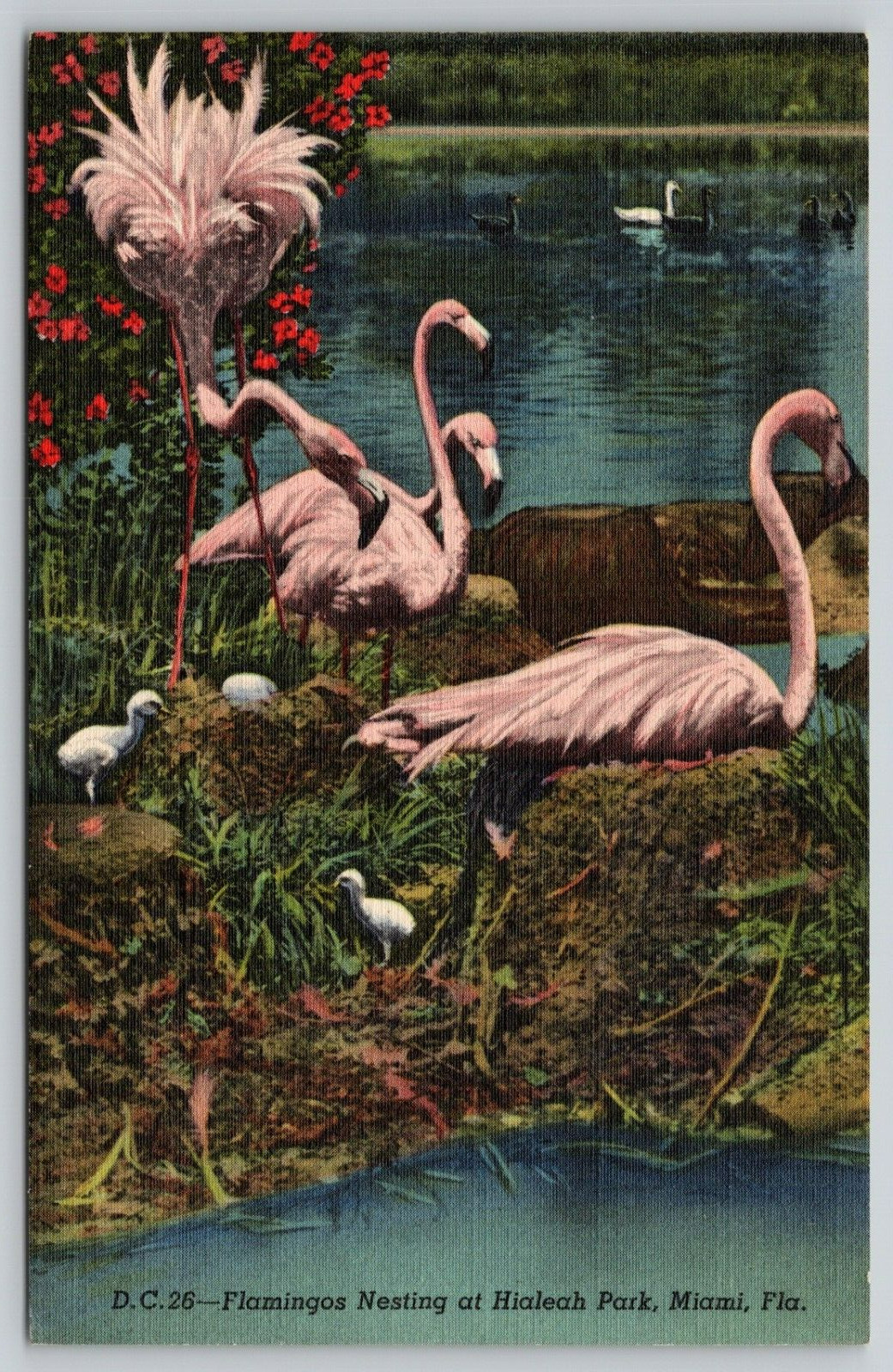 Postcard FL Miami Flamingos Nesting At Hialeah Park