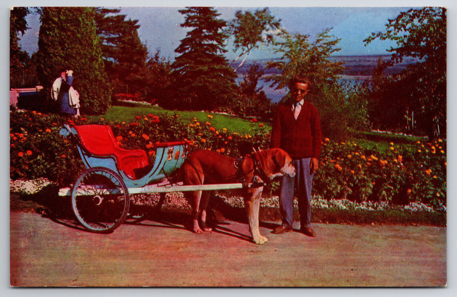 Vintage Canada Postcard St. Bernard Dog Carriage Quebec