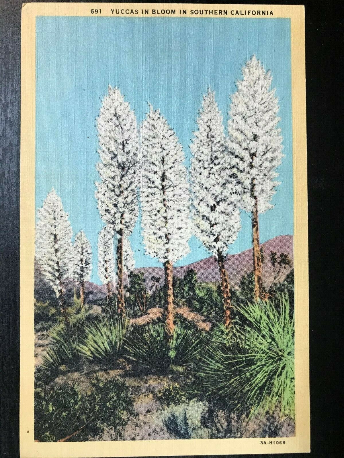 Vintage Postcard 1933 Yuccas in Bloom Southern California (CA)