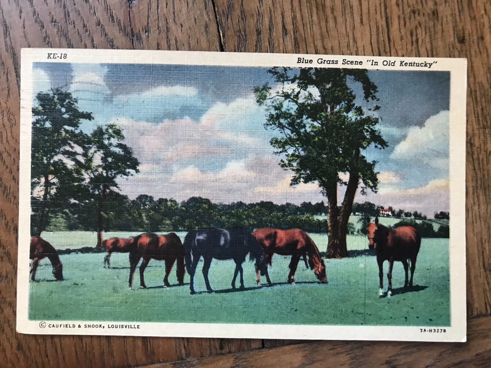 Horses in Pasture Scene Blue Grass Scene in Old Kentucky Postcard