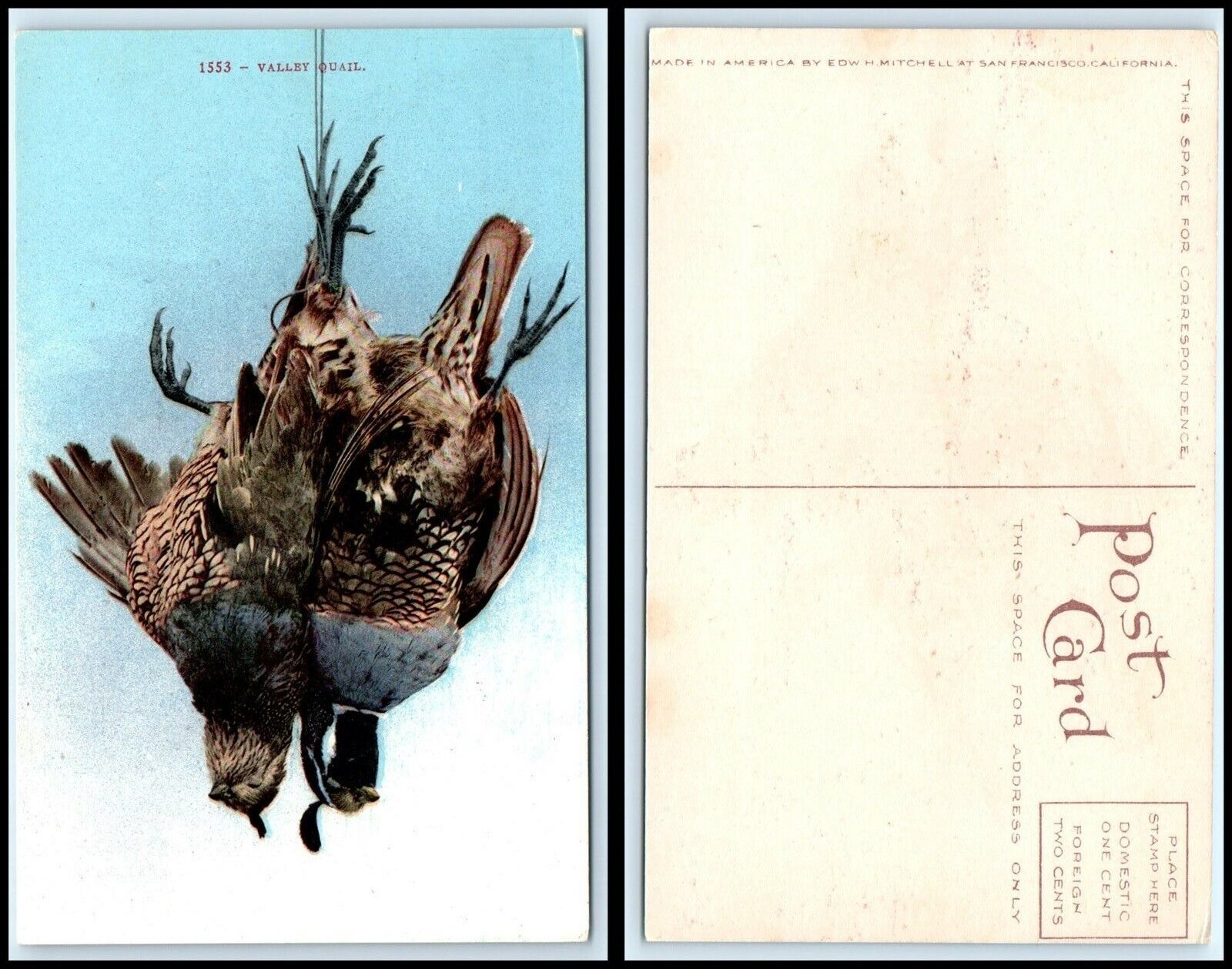 Vintage Postcard - Valley Quail Bird N46