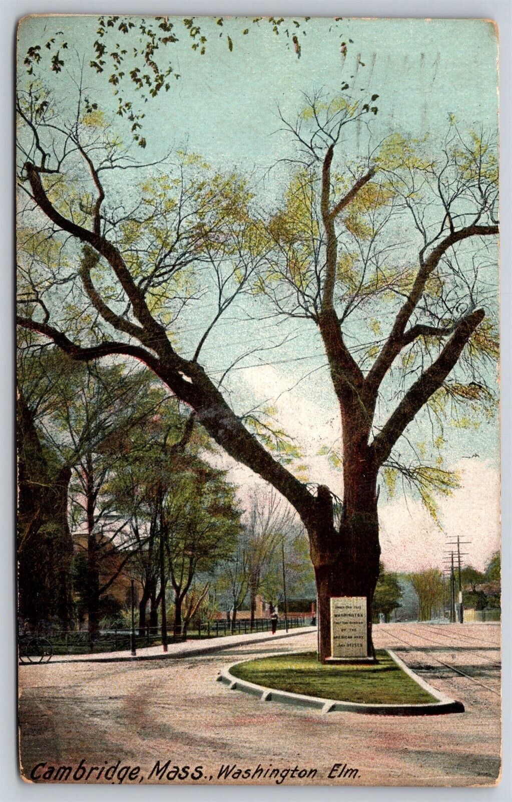 Postcard Washington Elm, Cambridge MA 1908 N140