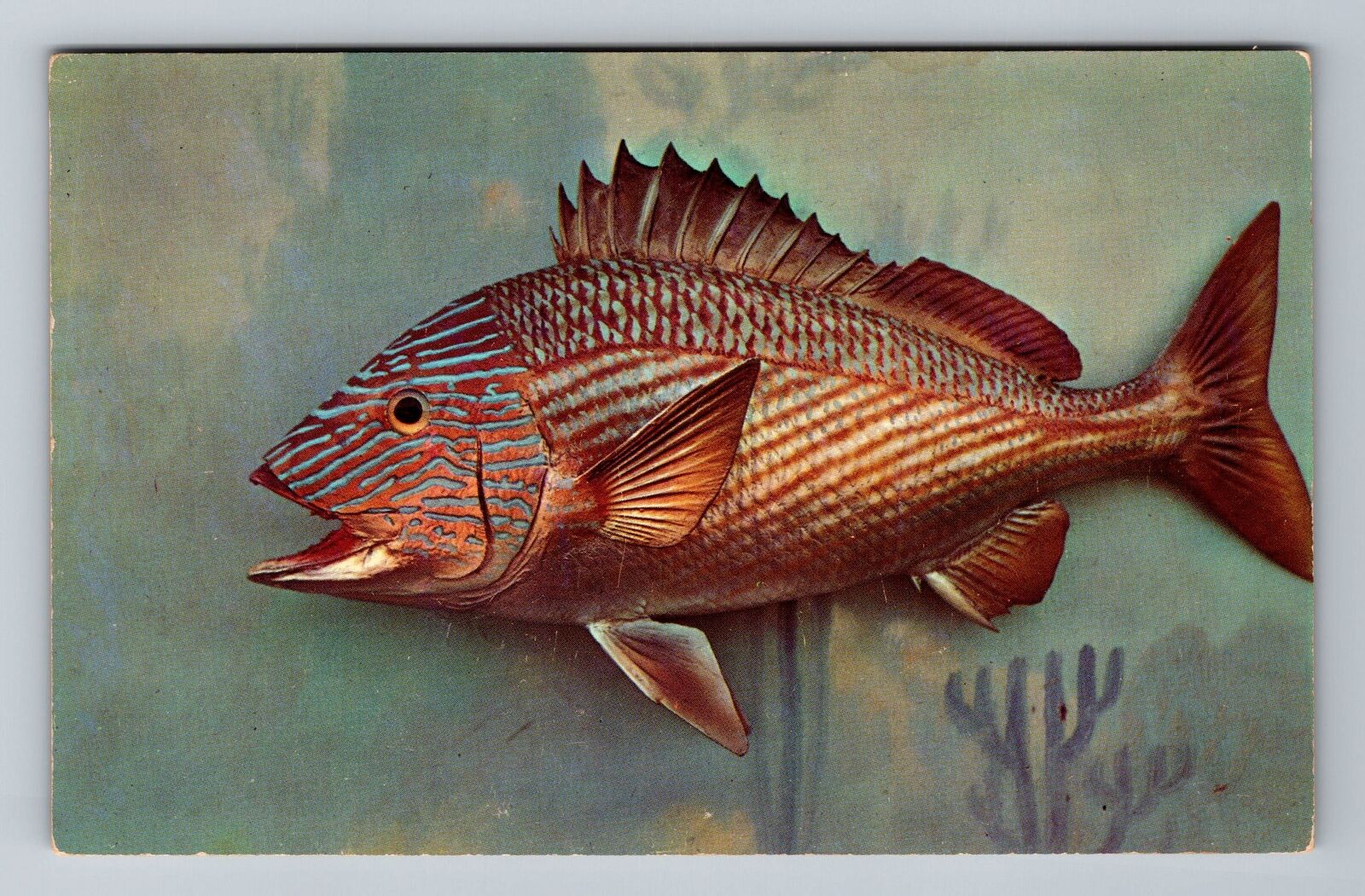 FL-Florida, Grunt, Aquatic Animals, Fishes, Vintage Postcard