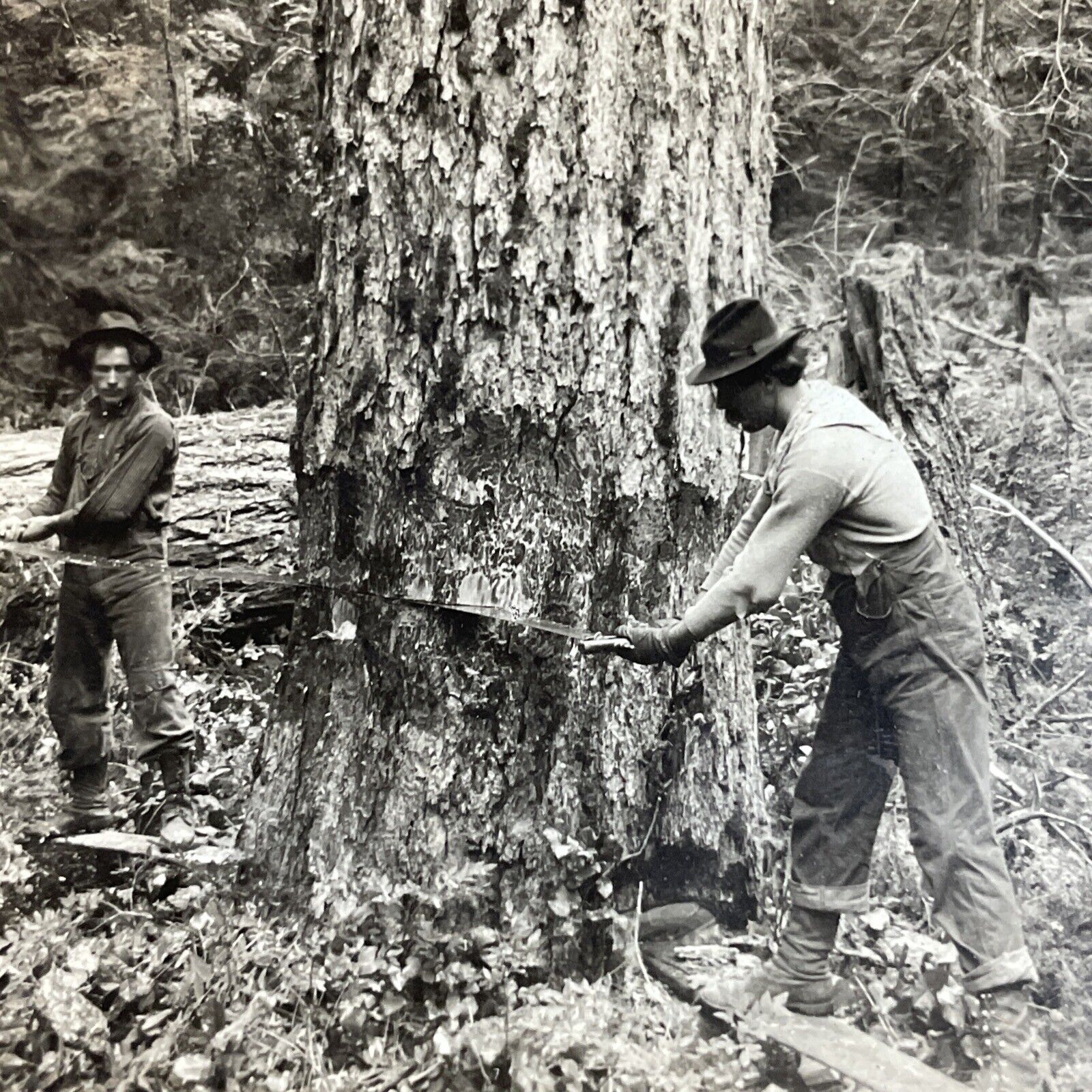 Antique 1910s Loggers Cut Down Massive Tree Oregon Stereoview Photo Card P4281