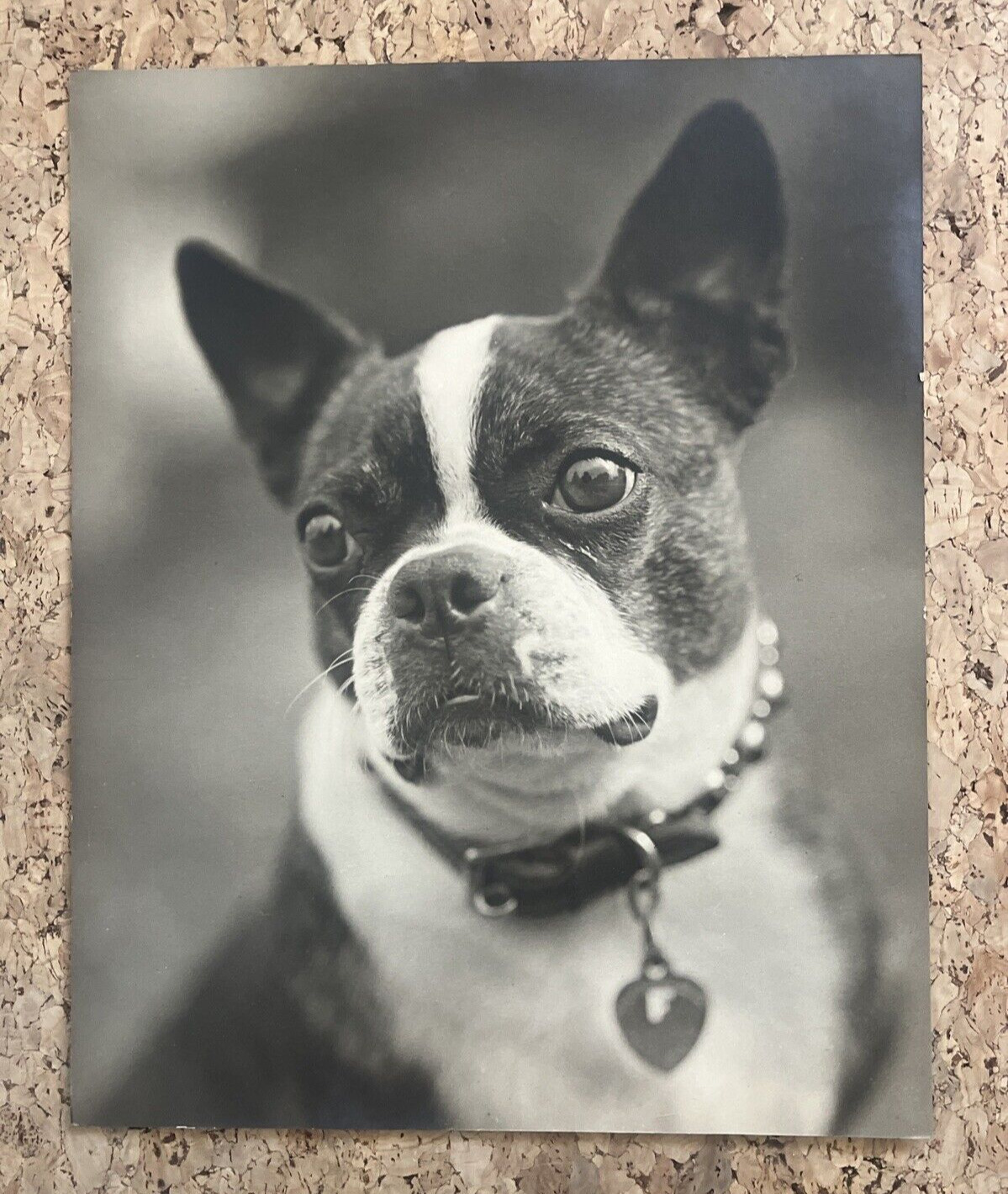 Vintage 8 x 10 inch BOSTON TERRIER gorgeous dog in studded collar photo portrait