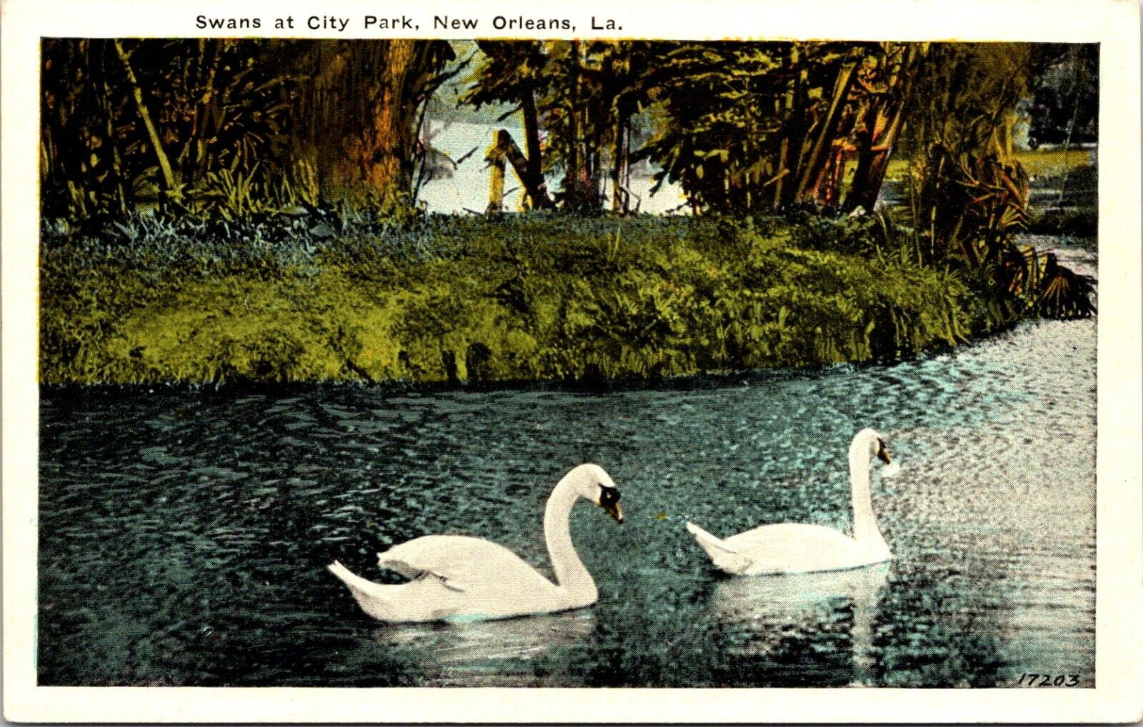 Postcard Swans Two City Park Lake New Orleans Louisiana A109
