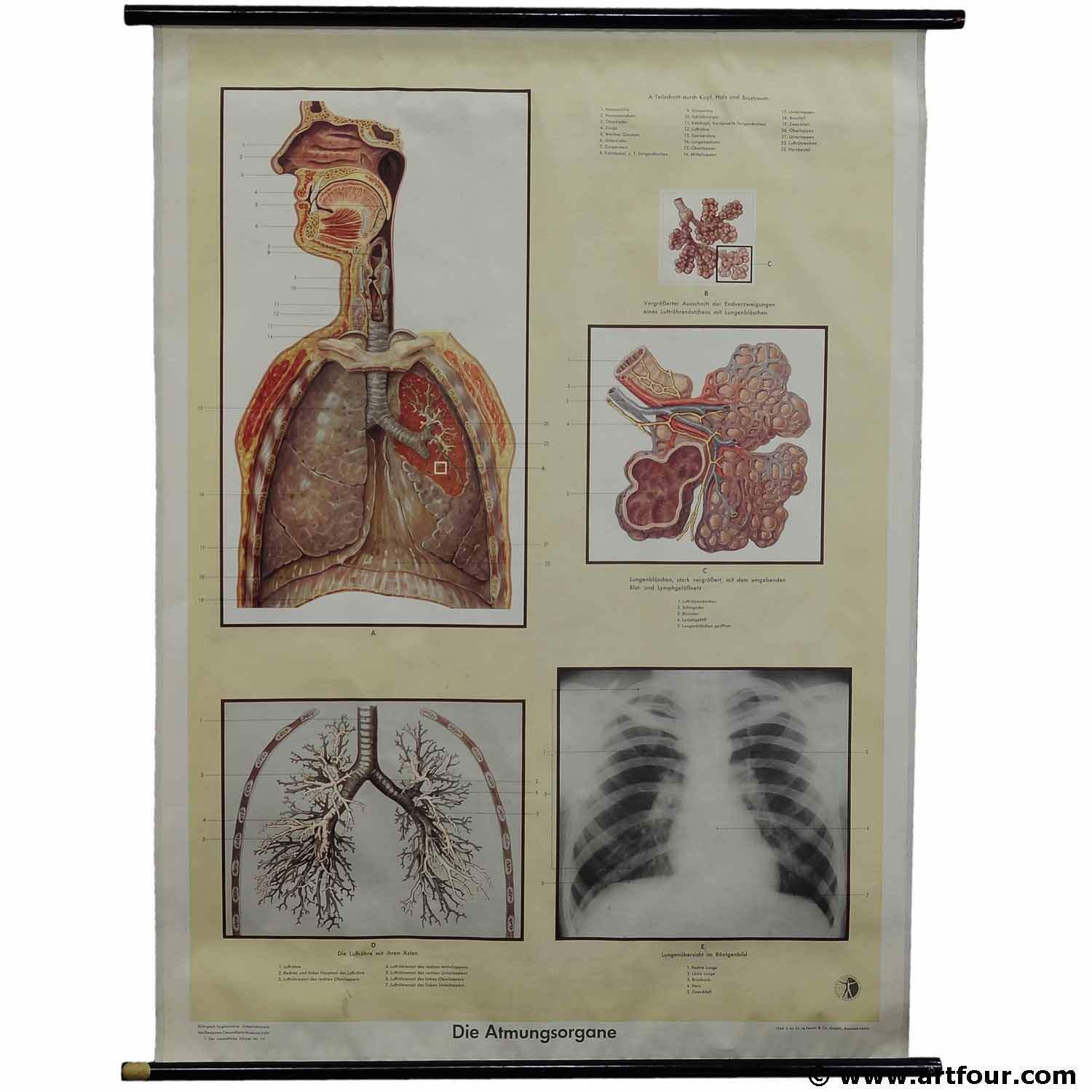 vintage rollable anatomical chart respiratory organ waiting room medical office
