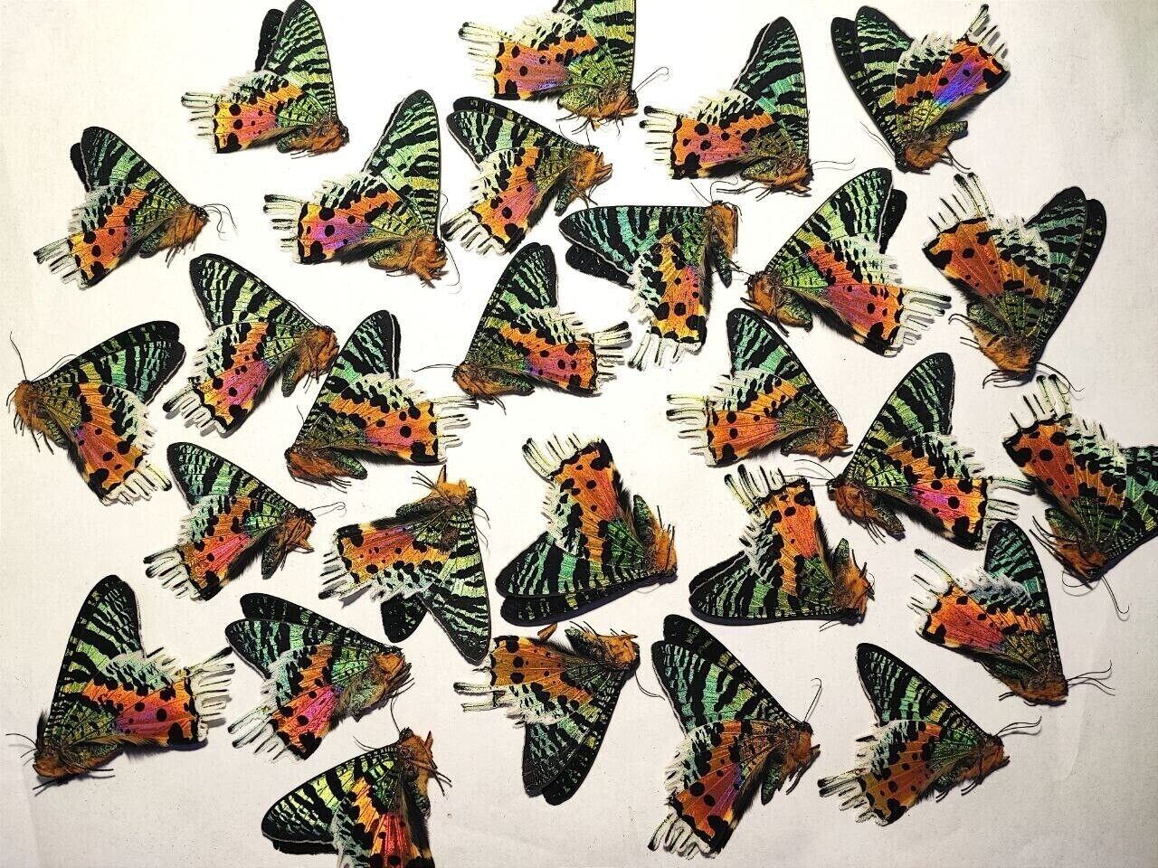 Uranidae Urania ripheus, Sunset Moths, butterflies Unmounted A1,A-,А2 Lot 2000pc