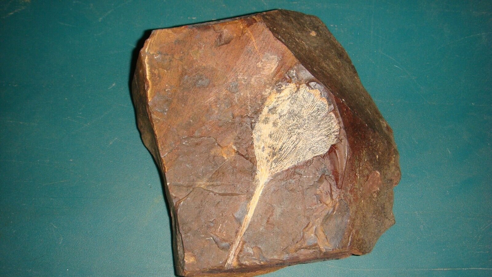 G-2 Fossil Leaf Gingko cranei Paleocene Sentinel Butte ND  0 lb 16 oz