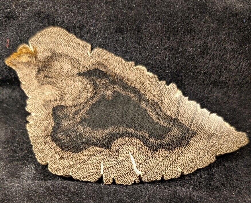Rare Petrified Snake Wood Core, Jonesii Menegoloxylyn,  Yegua Formation, TX 🐍