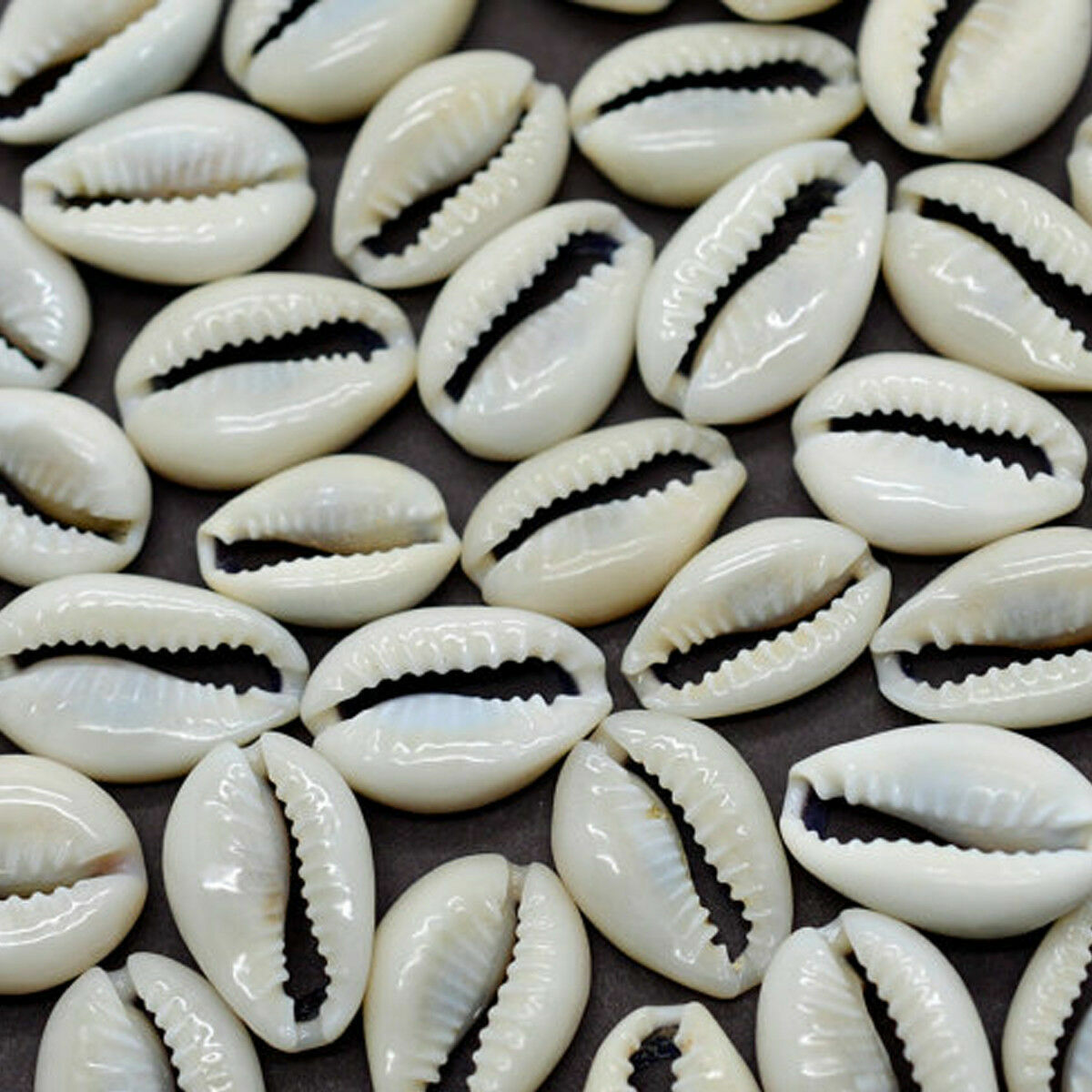 100Pcs Small Bulk Cut Sea Shell Ivory Cowrie Cowry Beads Beach Jewelry DIY Bu