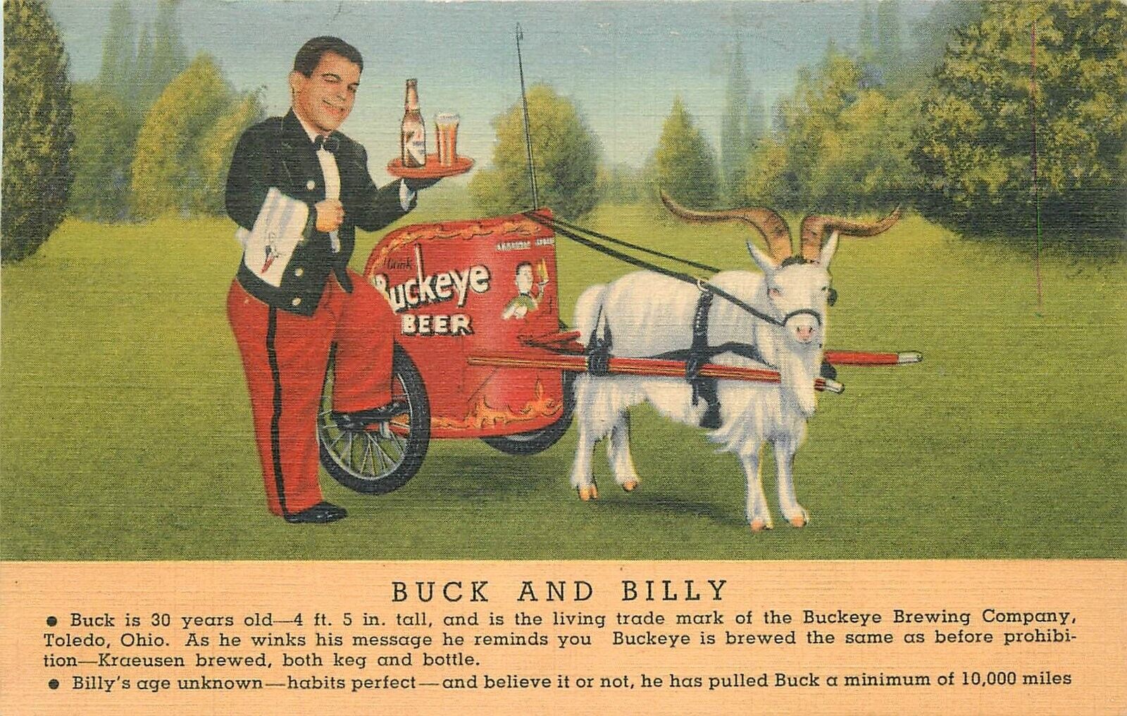 Postcard 1940 Buckeye bear advertising Buck Billy Ohio Toledo 23-13188