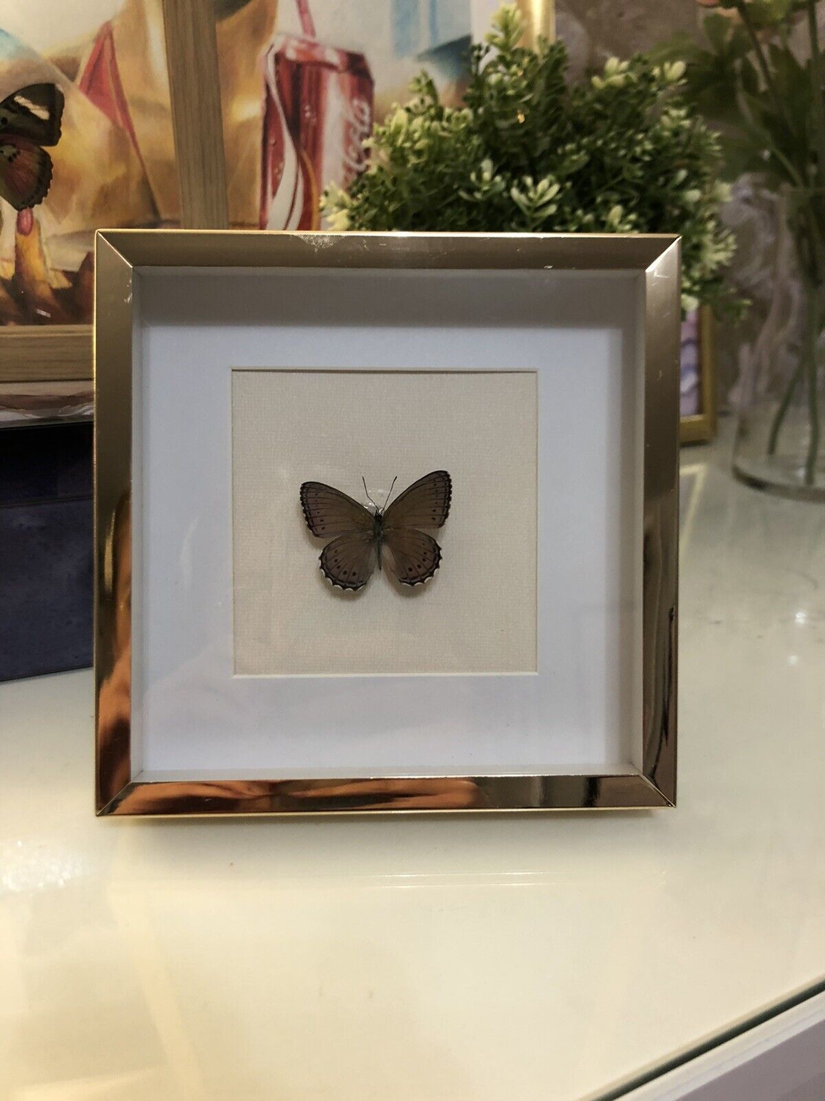 Crenis Pechueli Real Framed Butterfly From Africa Pink/purple