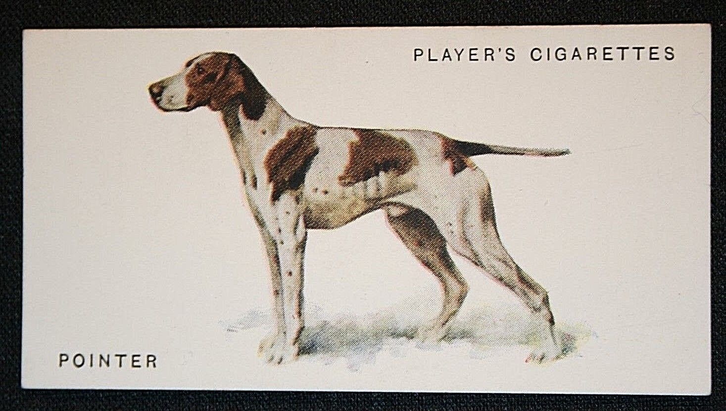 POINTER   Vintage 1930\'s Arthur Wardle Illustrated Dog Card  CD14M