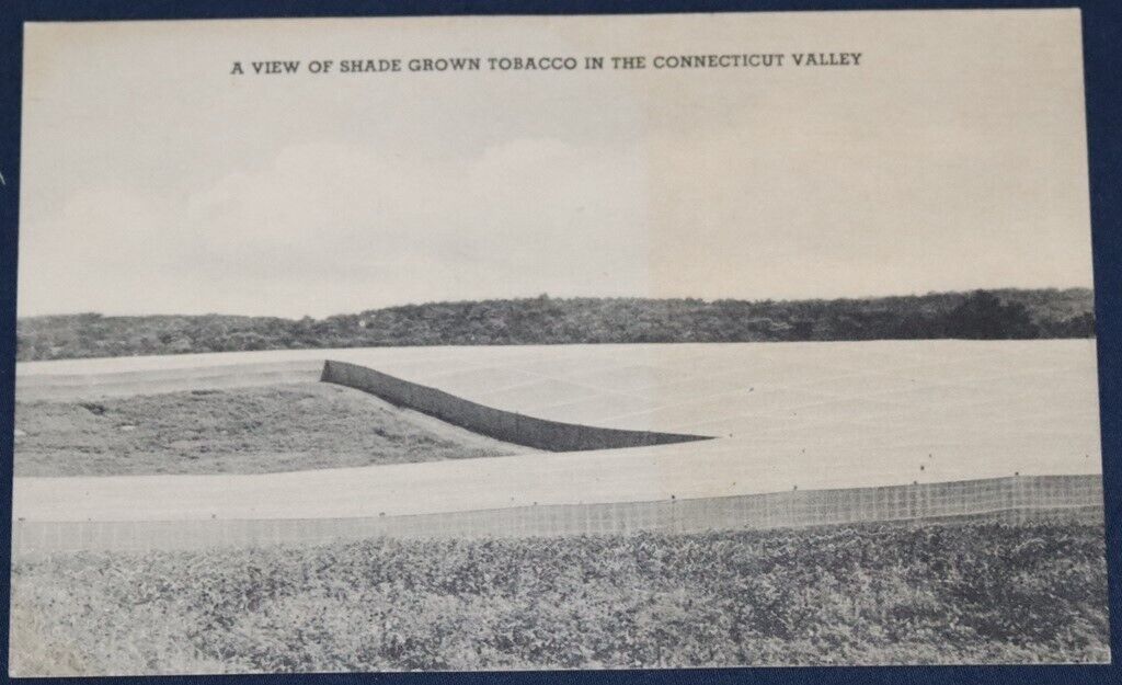 Shade Grown Tobacco, Connecticut Valley, CT Postcard
