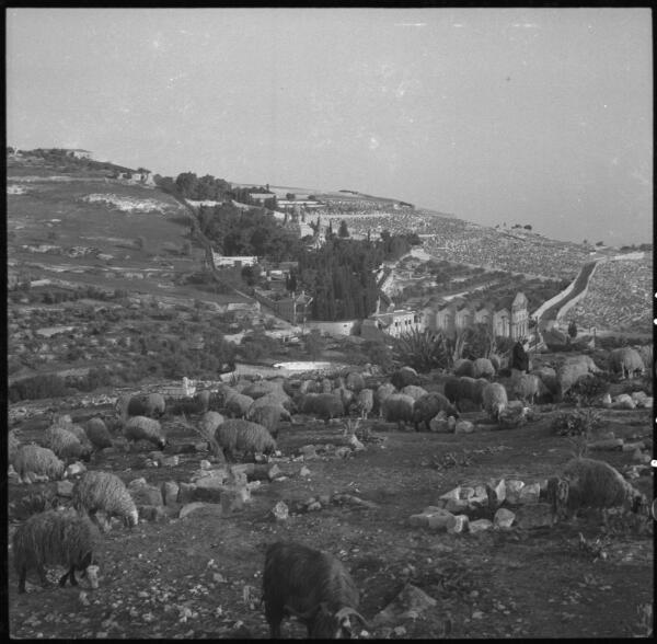 Palestine Few Jerusalem snaps goats grazing, Mount of Olives in ba - Old Photo