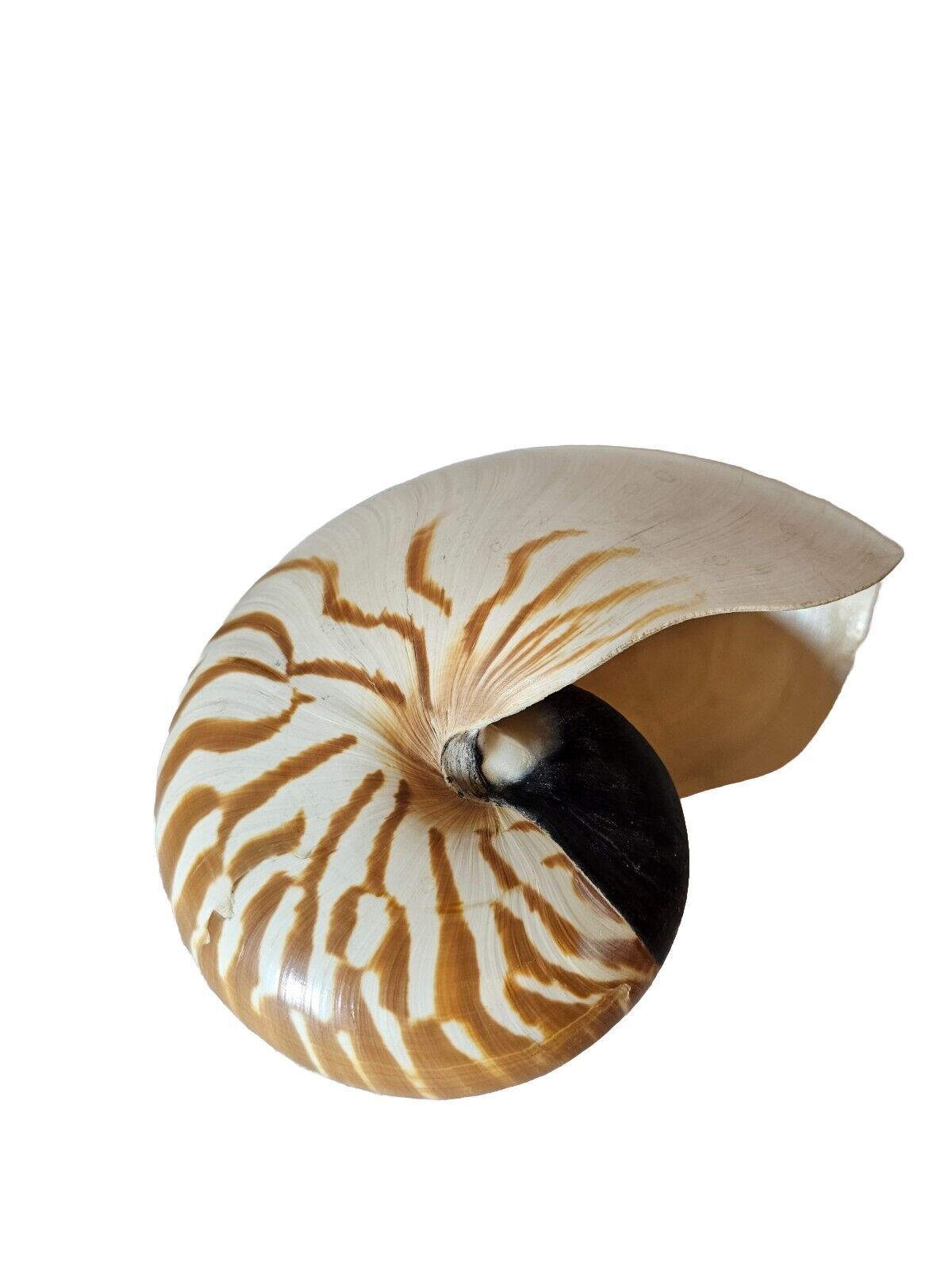 Chambered Nautilus Seashell, Tiger Striped, 6\