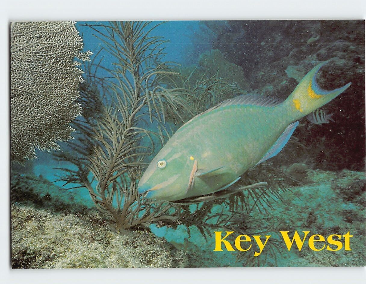 Postcard A Parrot Fish on a Reef Florida Keys USA