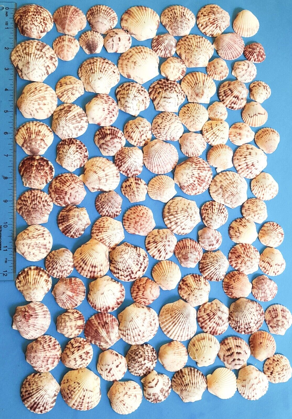 100 Calico Scallop Seashells Hand Picked Cleaned - Sanibel Island 1\