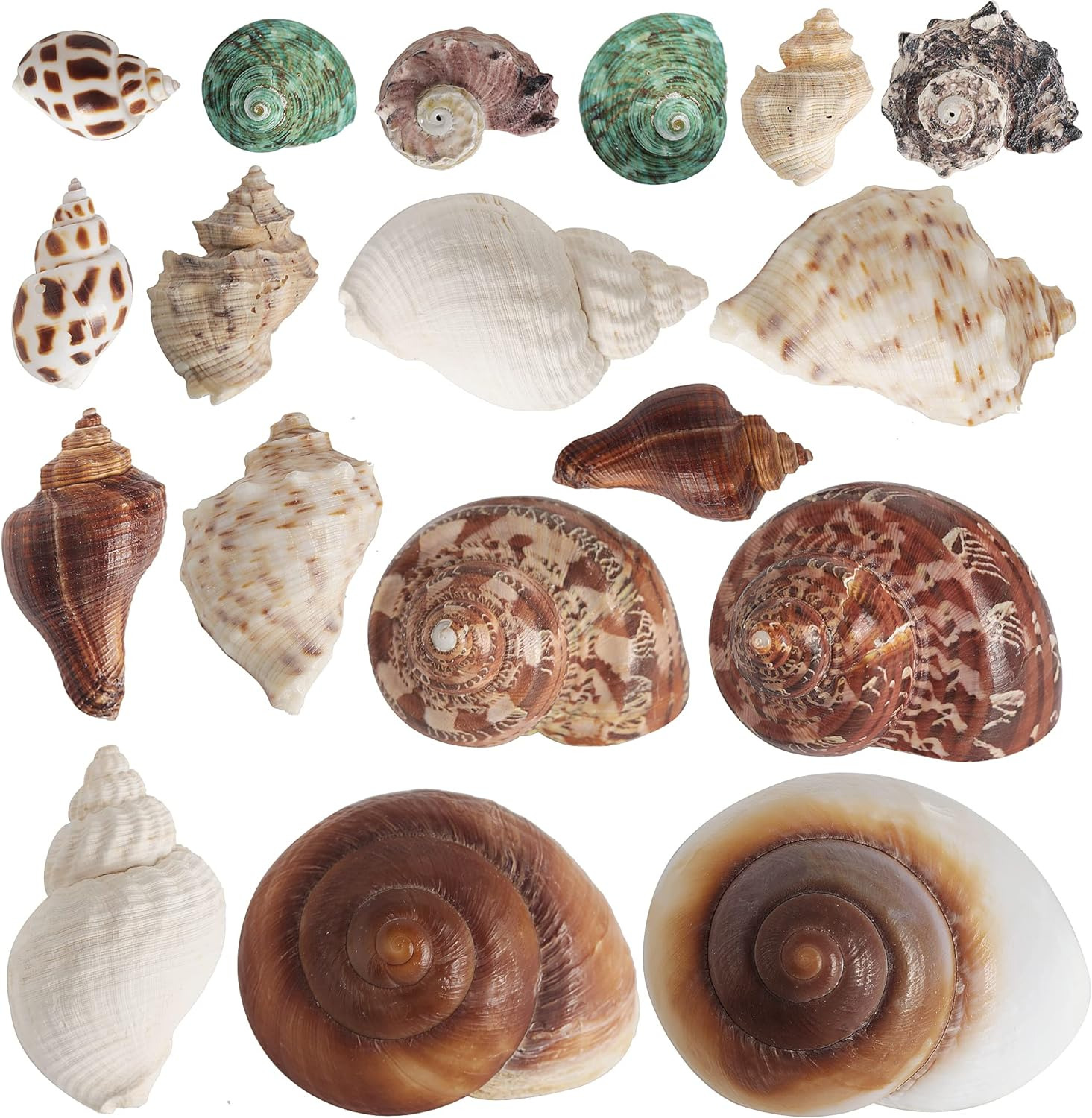 18 PCS Natural Hermit Crab Shells Medium Large Small Growth Turbo Seashells 1.4\