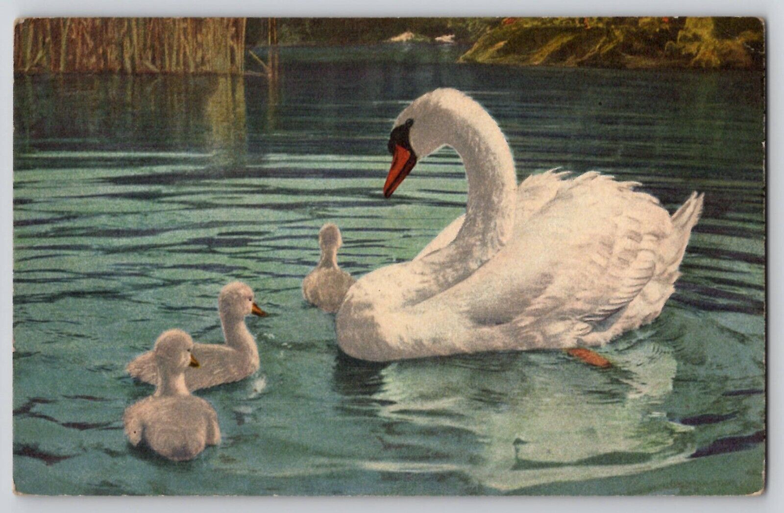 Stehli Swan Babies Birds Wildlife Reflection Art Postcard Switzerland 1953 No 52