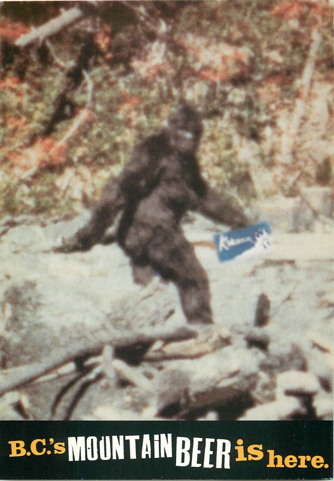 Bigfoot Sasquatch Ad Postcard 6\