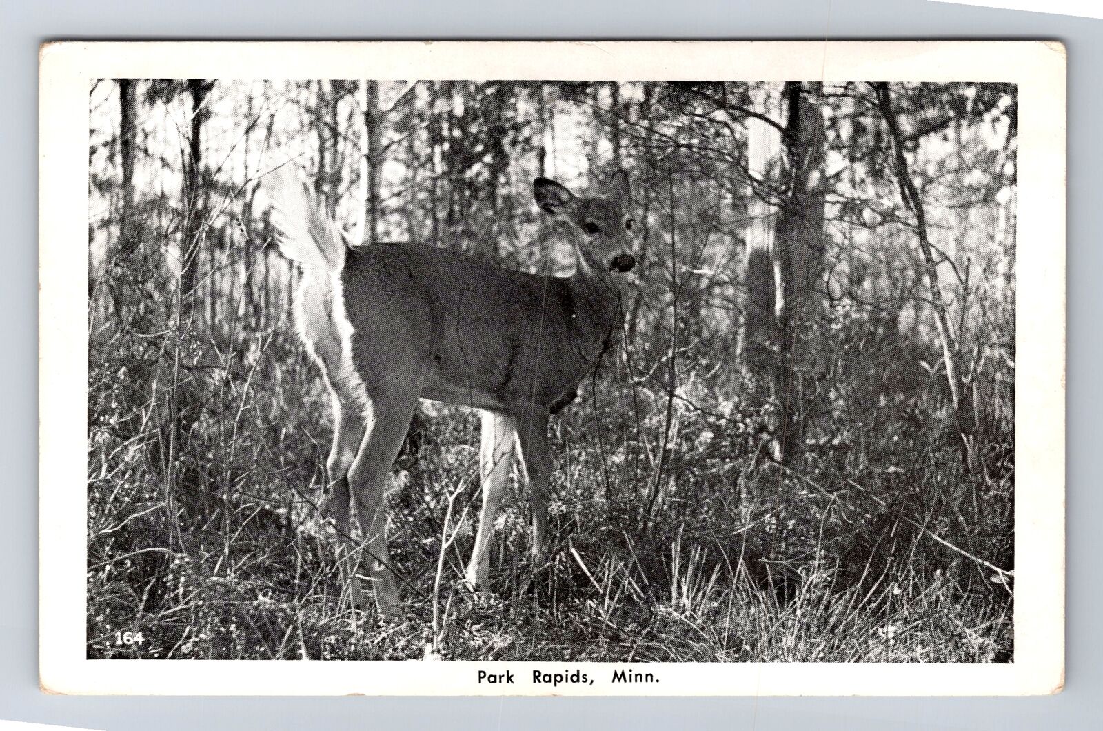 Park Rapids MN- Minnesota, Scenic Greetings Deer In Forest, Vintage Postcard