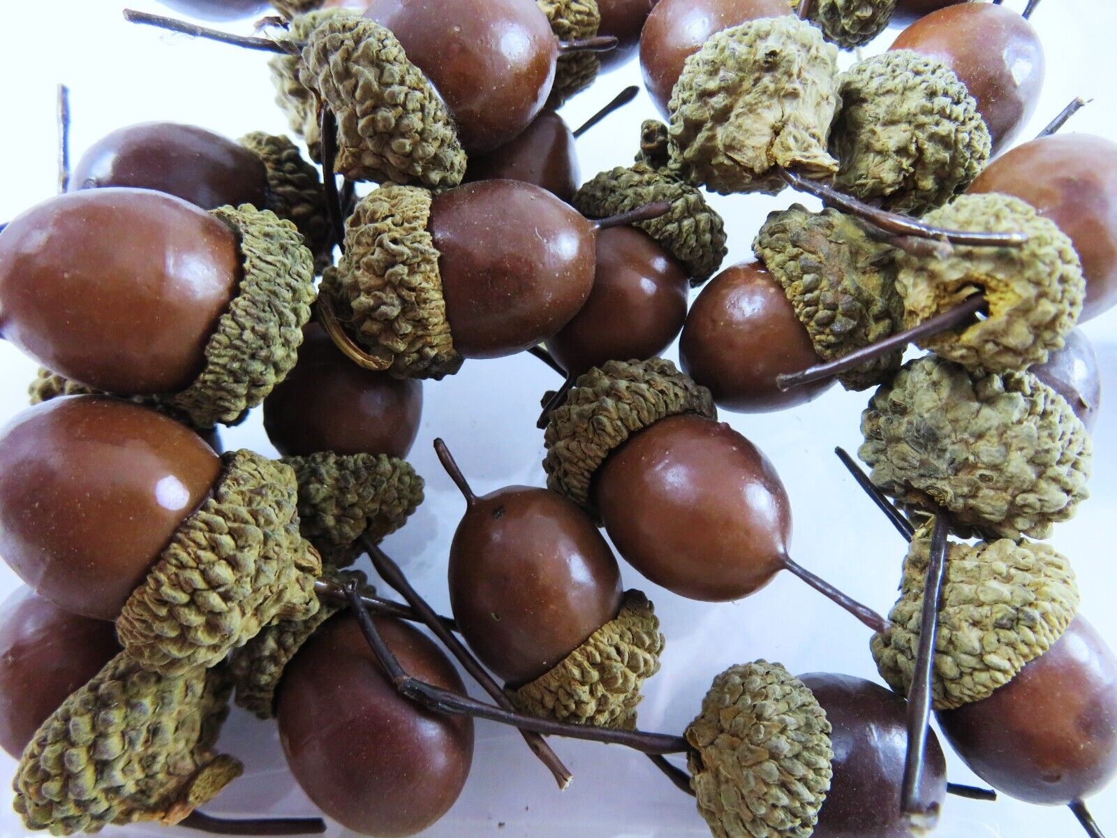 Gerson Artificial Acorns With Real Caps Lot Of 25 Small Size For Crafts