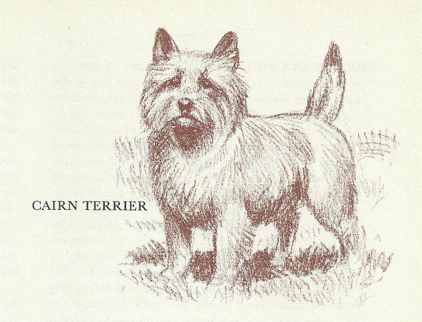 Cairn Terrier - CUSTOM MATTED - 1954 Vintage Dog Art Print - Megargee