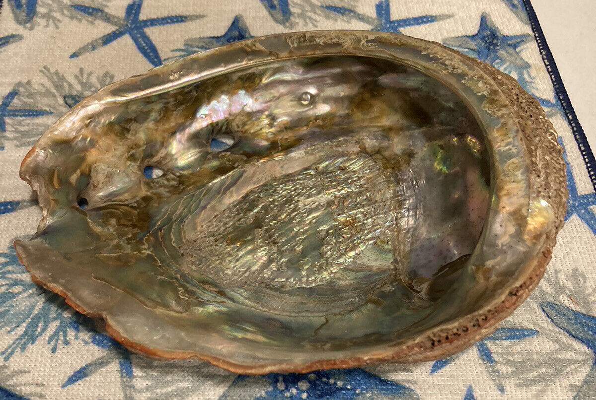Large Abalone Shell Approximately  7.75” X 6.25” What looks Like Coral On It?
