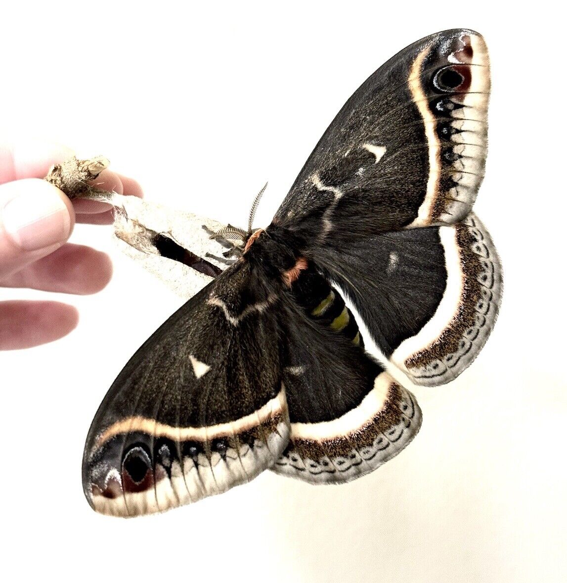 25x Calleta Silkmoth (Eupackardia calleta) Moth Eggs /Ova 🌿🐛🐛🐛