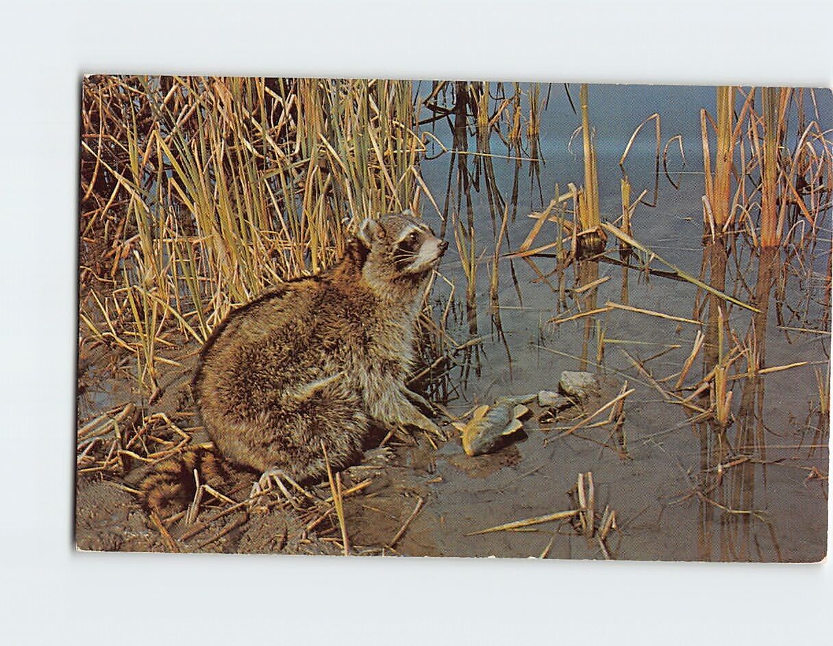 Postcard Raccoon Feeding Along Lake Edge Greetings from Pocono Mountains PA