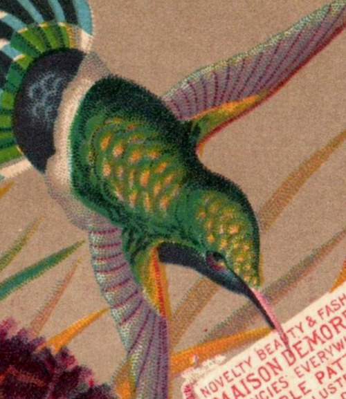 1880s W. Jennings Demorest\'s Illustrated Monthly Magazine Hummingbird F120