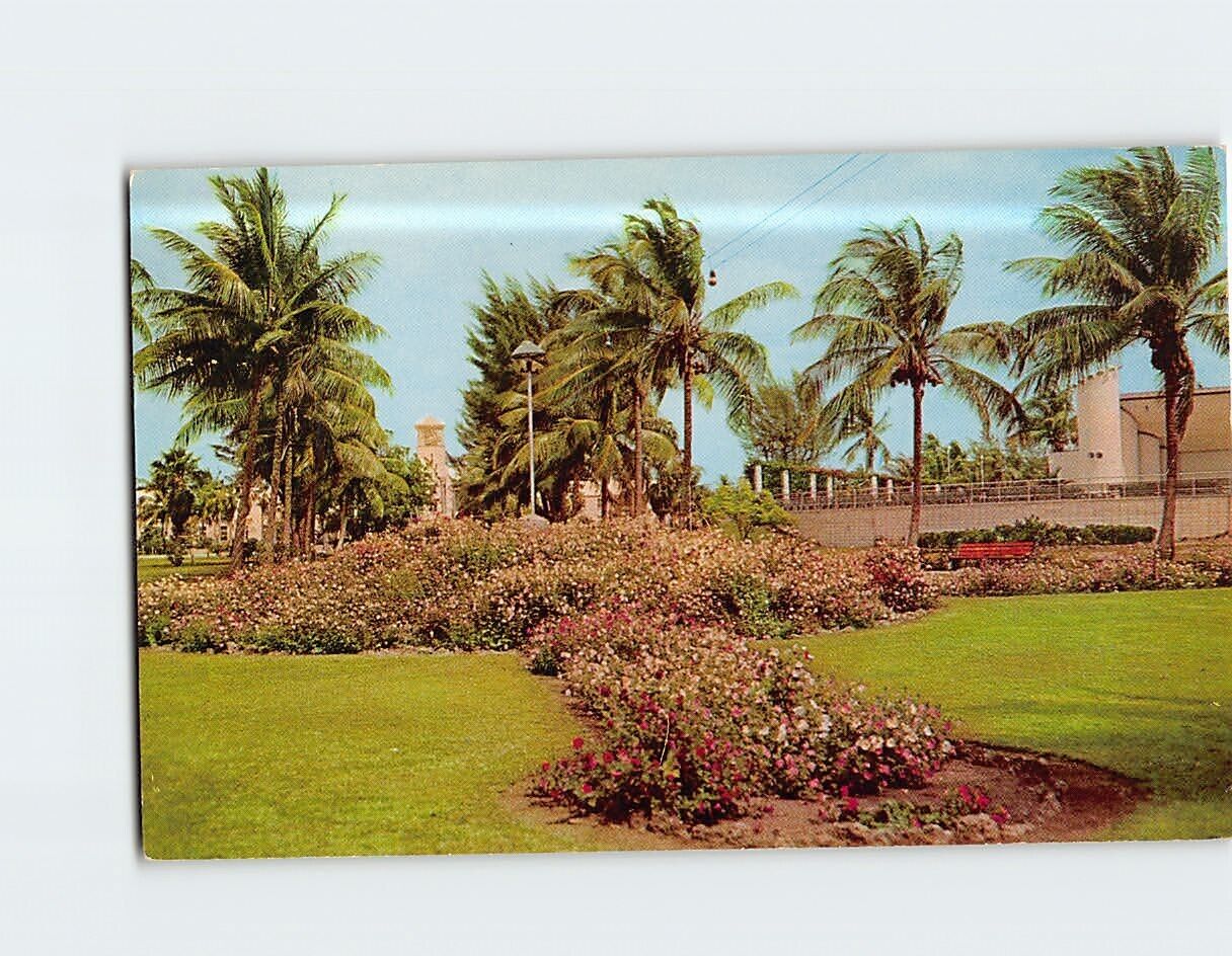 Postcard Colorful Flowers in Circle Park Hollywood Florida USA
