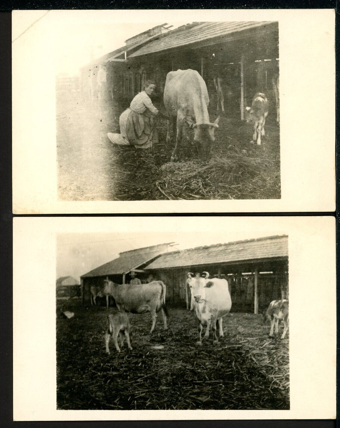 Two RPPC Personal Photos Farm Milking Cow Scenes Vintage Postcards R140