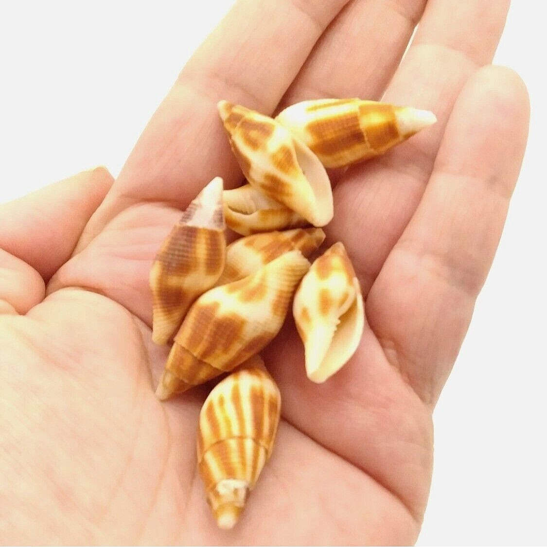 Mitra Adusta Indian Ocean Specimen Shells  20pcs ~ 1.3/4\